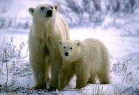 /album/animales-en-via-de-extincion/oso-polar-jpg/